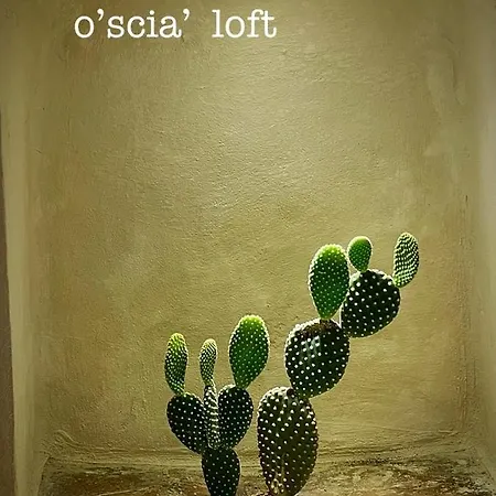 O'scia Loft *